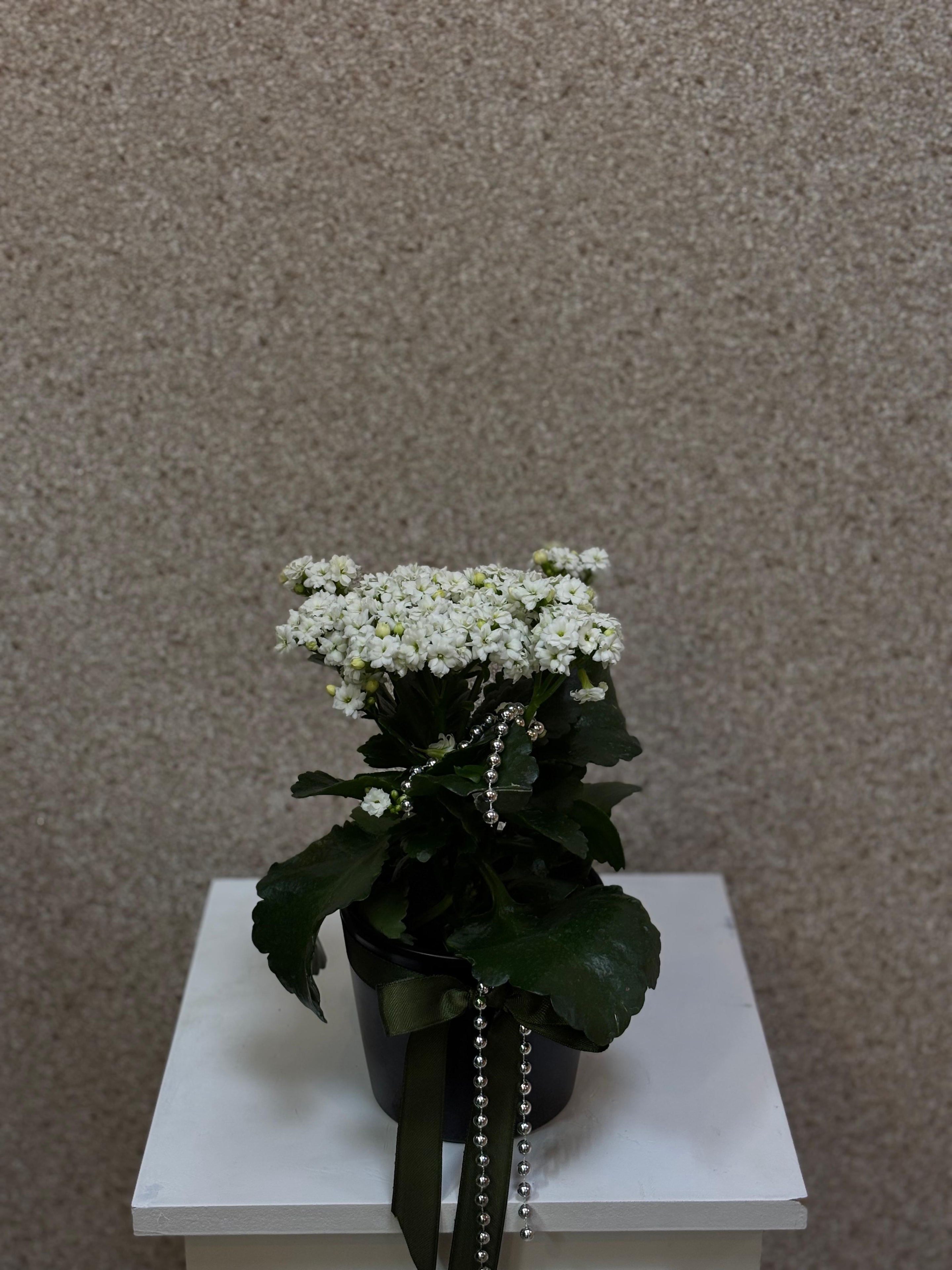 Beyaz Kalanchoe
