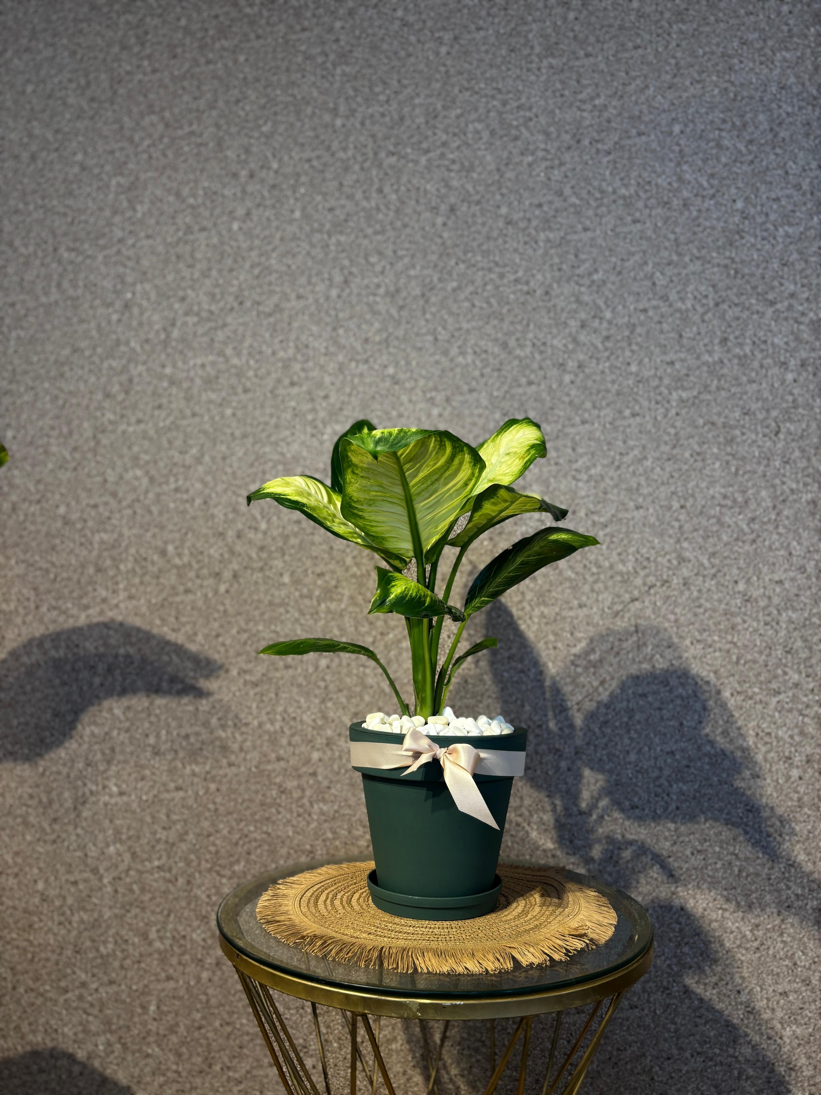 Dieffenbachia