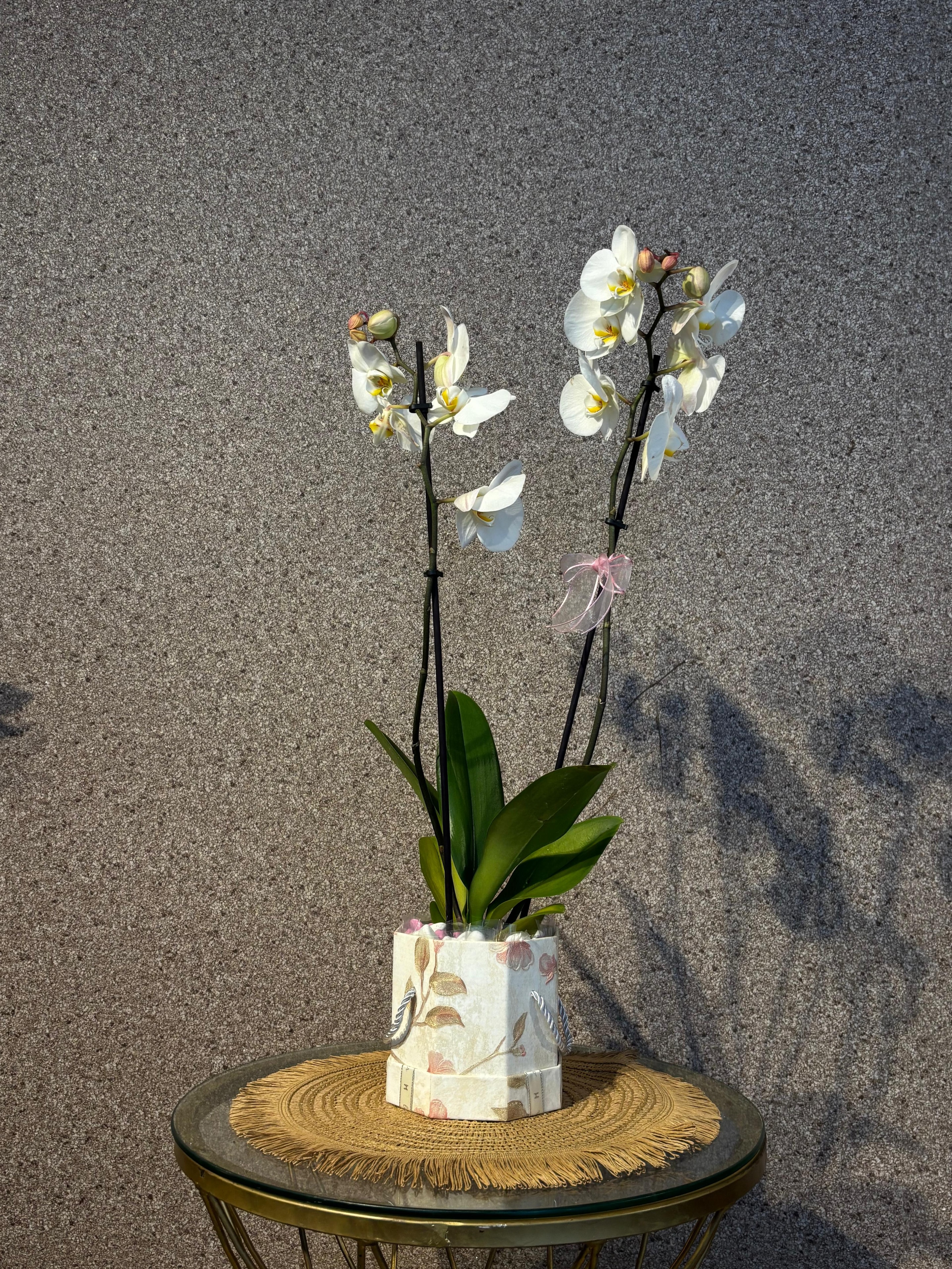 Beyaz Orkide — Desenli Saksı